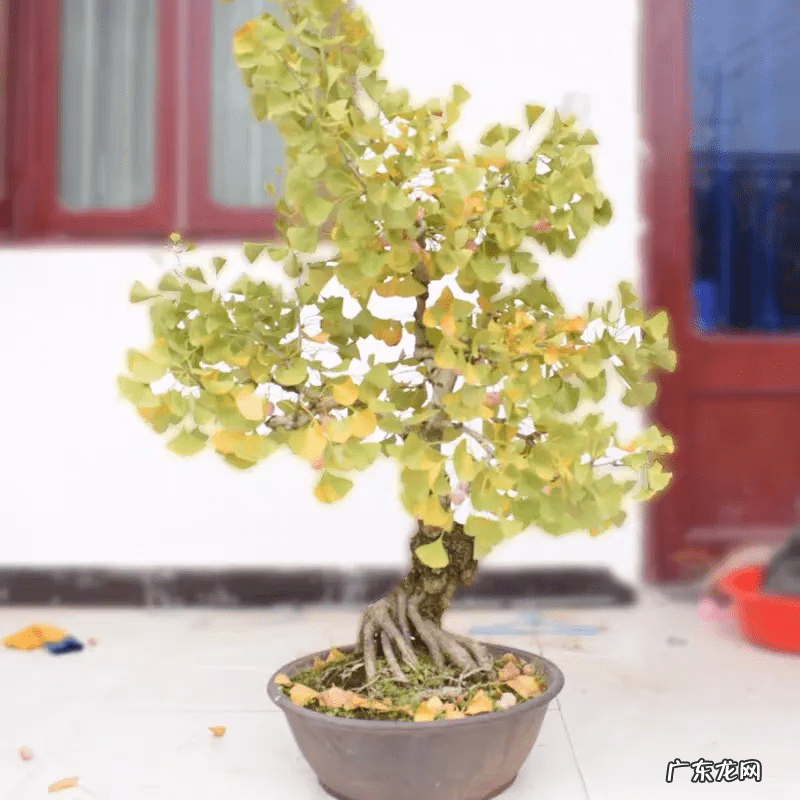 风水树有哪几种 风水树在什么方位栽