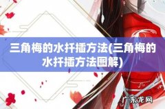 三角梅的水扦插方法图解 三角梅的水扦插方法