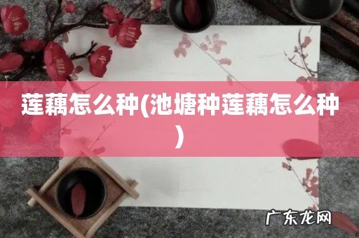 池塘种莲藕怎么种 莲藕怎么种