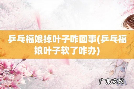 乒乓福娘叶子软了咋办 乒乓福娘掉叶子咋回事