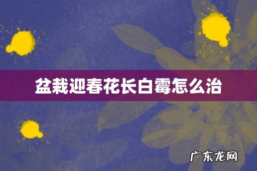 盆栽迎春花长白霉怎么治