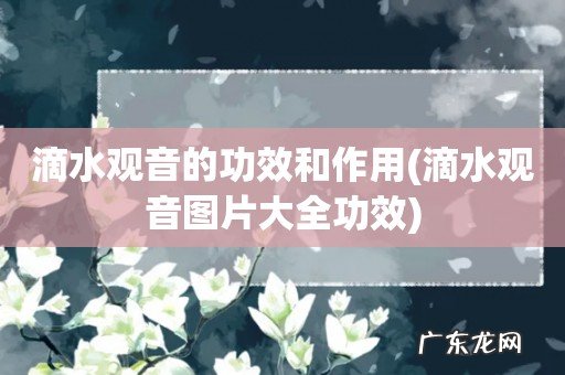 滴水观音图片大全功效 滴水观音的功效和作用