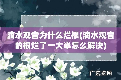 滴水观音的根烂了一大半怎么解决 滴水观音为什么烂根