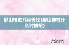 野山柿桩什么时候挖 野山楂桩几月份挖