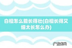 白檀长得又细太长怎么办 白檀怎么能长得壮