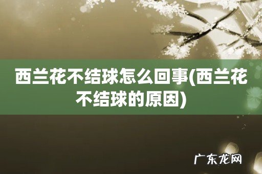 西兰花不结球的原因 西兰花不结球怎么回事