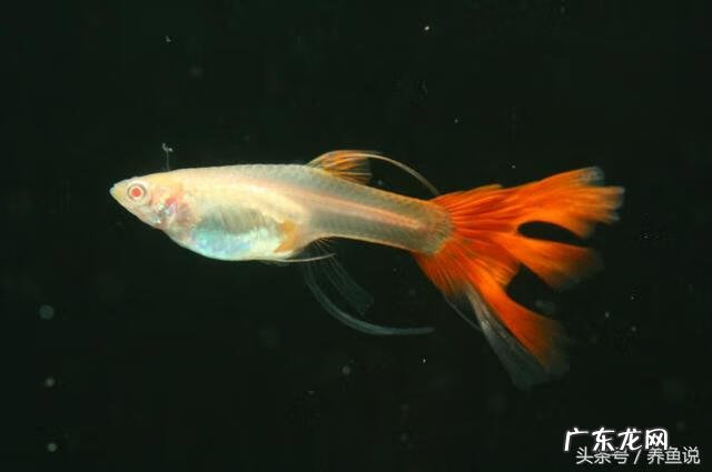 孔雀鱼生小鱼前兆 孔雀鱼生小鱼注意事项
