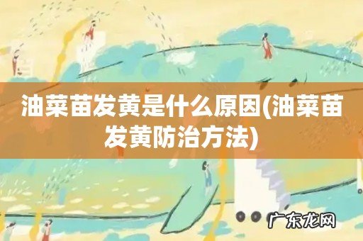 油菜苗发黄防治方法 油菜苗发黄是什么原因