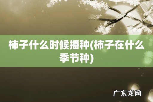 柿子在什么季节种 柿子什么时候播种