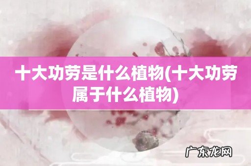 十大功劳属于什么植物 十大功劳是什么植物