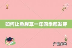 如何让鱼腥草一年四季都发芽