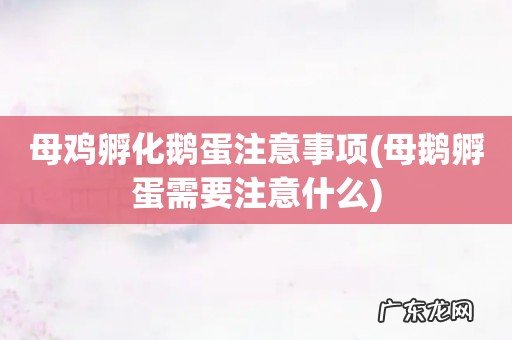 母鹅孵蛋需要注意什么 母鸡孵化鹅蛋注意事项