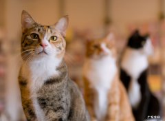 养猫在风水上有什么说法 阁楼上养猫在风水上有什么不好的说法