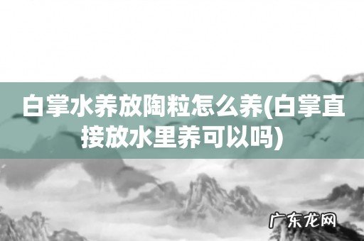 白掌直接放水里养可以吗 白掌水养放陶粒怎么养