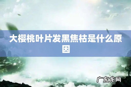 大樱桃叶片发黑焦枯是什么原因