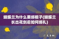 蝴蝶兰长出花剑后如何绑扎 蝴蝶兰为什么要绑棍子