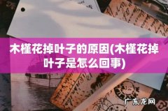 木槿花掉叶子是怎么回事 木槿花掉叶子的原因