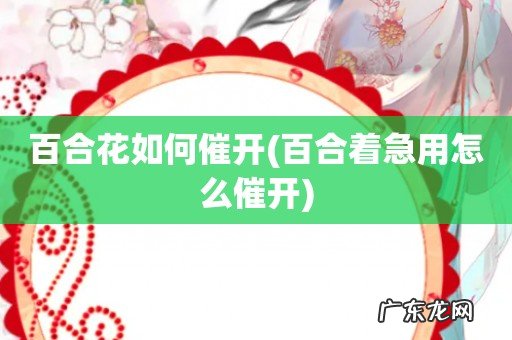 百合着急用怎么催开 百合花如何催开