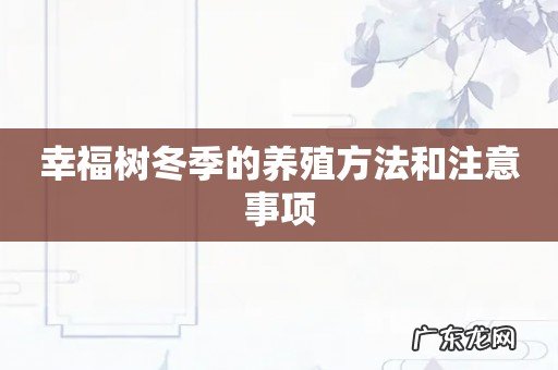 幸福树冬季的养殖方法和注意事项