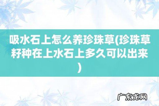 珍珠草籽种在上水石上多久可以出来 吸水石上怎么养珍珠草