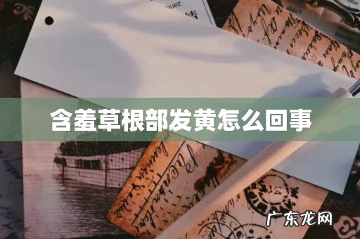 含羞草根部发黄怎么回事