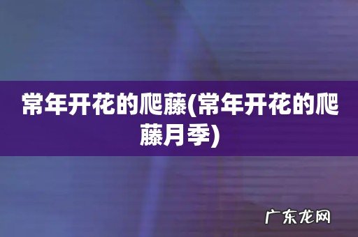 常年开花的爬藤月季 常年开花的爬藤