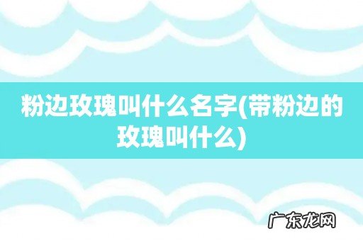 带粉边的玫瑰叫什么 粉边玫瑰叫什么名字