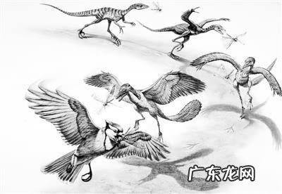 鸟类的进化之谜?