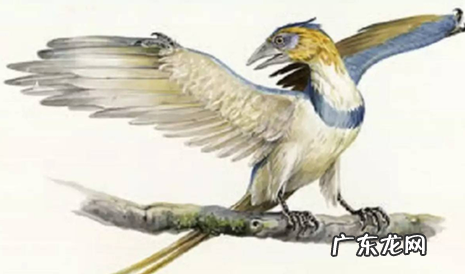 鸟类的进化之谜?