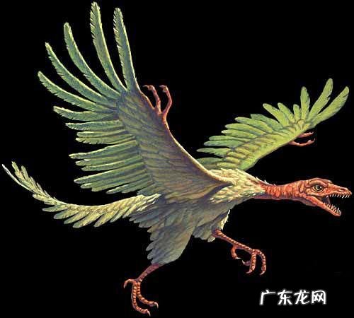 鸟类的进化之谜?