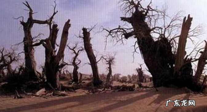 沙民事件是什么?