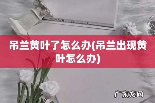 吊兰出现黄叶怎么办 吊兰黄叶了怎么办