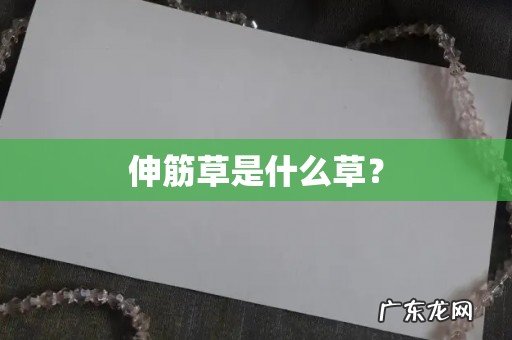 伸筋草是什么草?