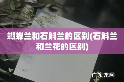 石斛兰和兰花的区别 蝴蝶兰和石斛兰的区别