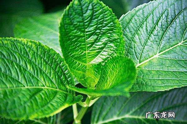 光合作用的奥秘?