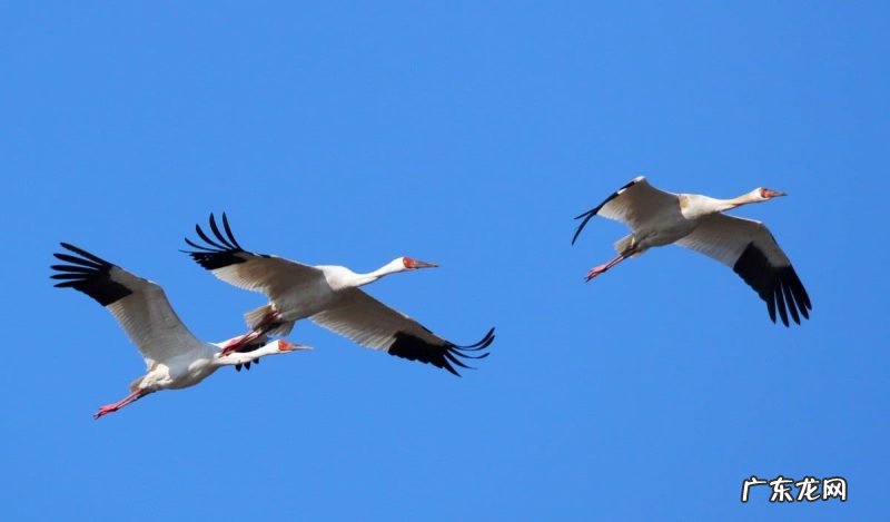 候鸟异常迁徙之谜?