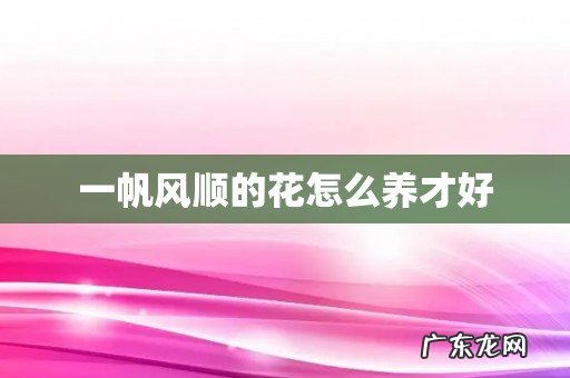 一帆风顺的花怎么养才好