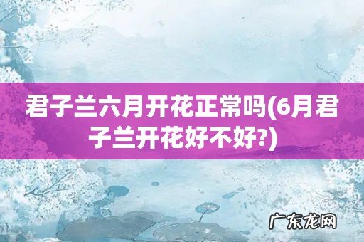 6月君子兰开花好不好? 君子兰六月开花正常吗