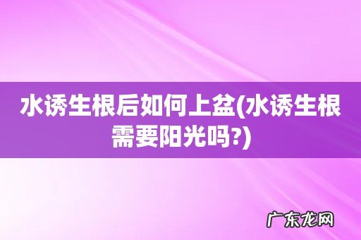 水诱生根需要阳光吗? 水诱生根后如何上盆