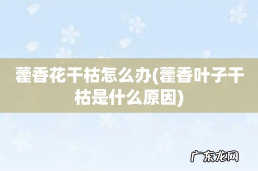 藿香叶子干枯是什么原因 藿香花干枯怎么办