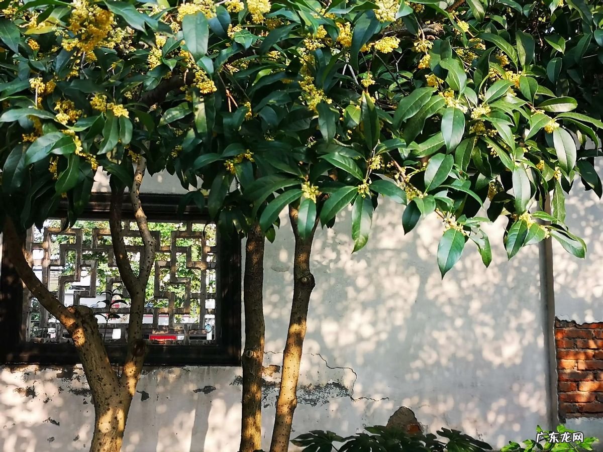 黄金瓜怎么做好吃 风水最旺的黄金瓜果