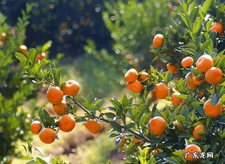 黄金瓜怎么做好吃 风水最旺的黄金瓜果