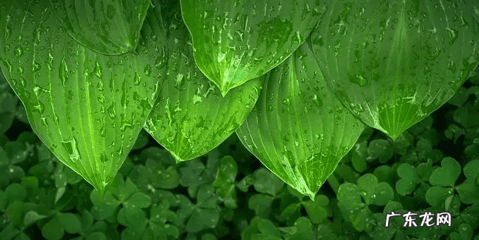 过年需要注意的风水 过年如何布置风水好