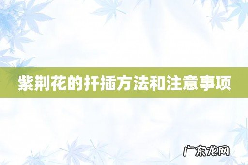 紫荆花的扦插方法和注意事项