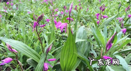 中药材白芨的种植方法与使用情况如何?