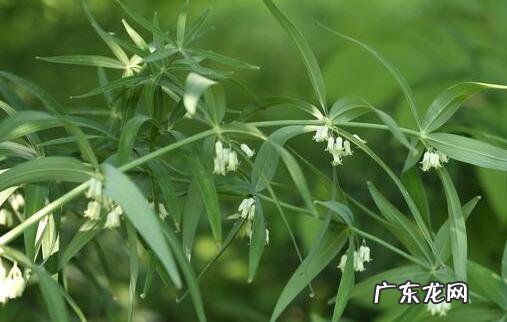 2022黄精种植到底能不能赚到钱？