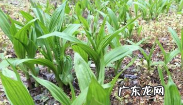 白芨加黄芪能治胃病吗?