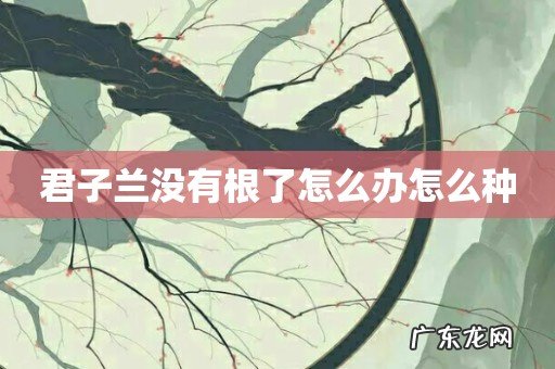 君子兰没有根了怎么办怎么种