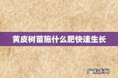 黄皮树苗施什么肥快速生长