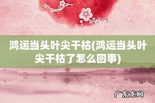 鸿运当头叶尖干枯了怎么回事 鸿运当头叶尖干枯